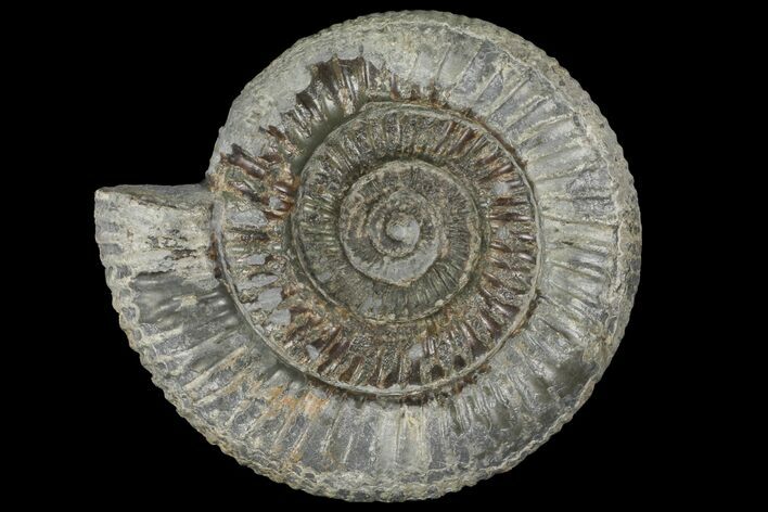 Dactylioceras Ammonite Fossil - England #100483